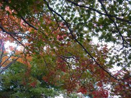 Autumn leaf colors and its science