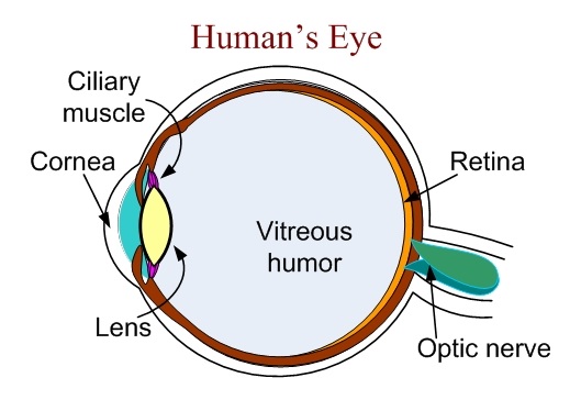 Images and Concepts for human eye mechanism
